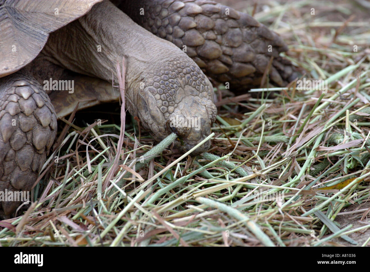 African Spurred Tortoise Stock Photo Alamy
