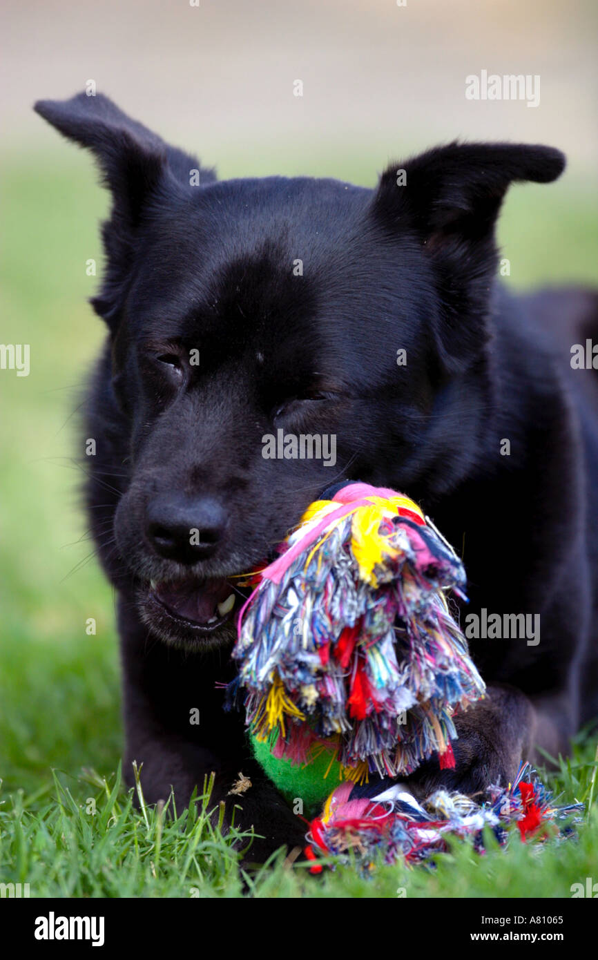 Chow Akita Mixed Breed Dog Stock Photo - Alamy