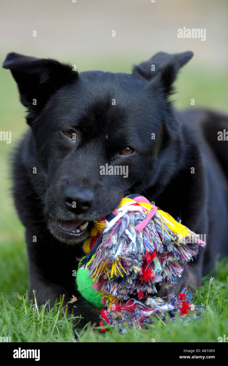 Chow Akita Mixed Breed Dog Stock Photo - Alamy