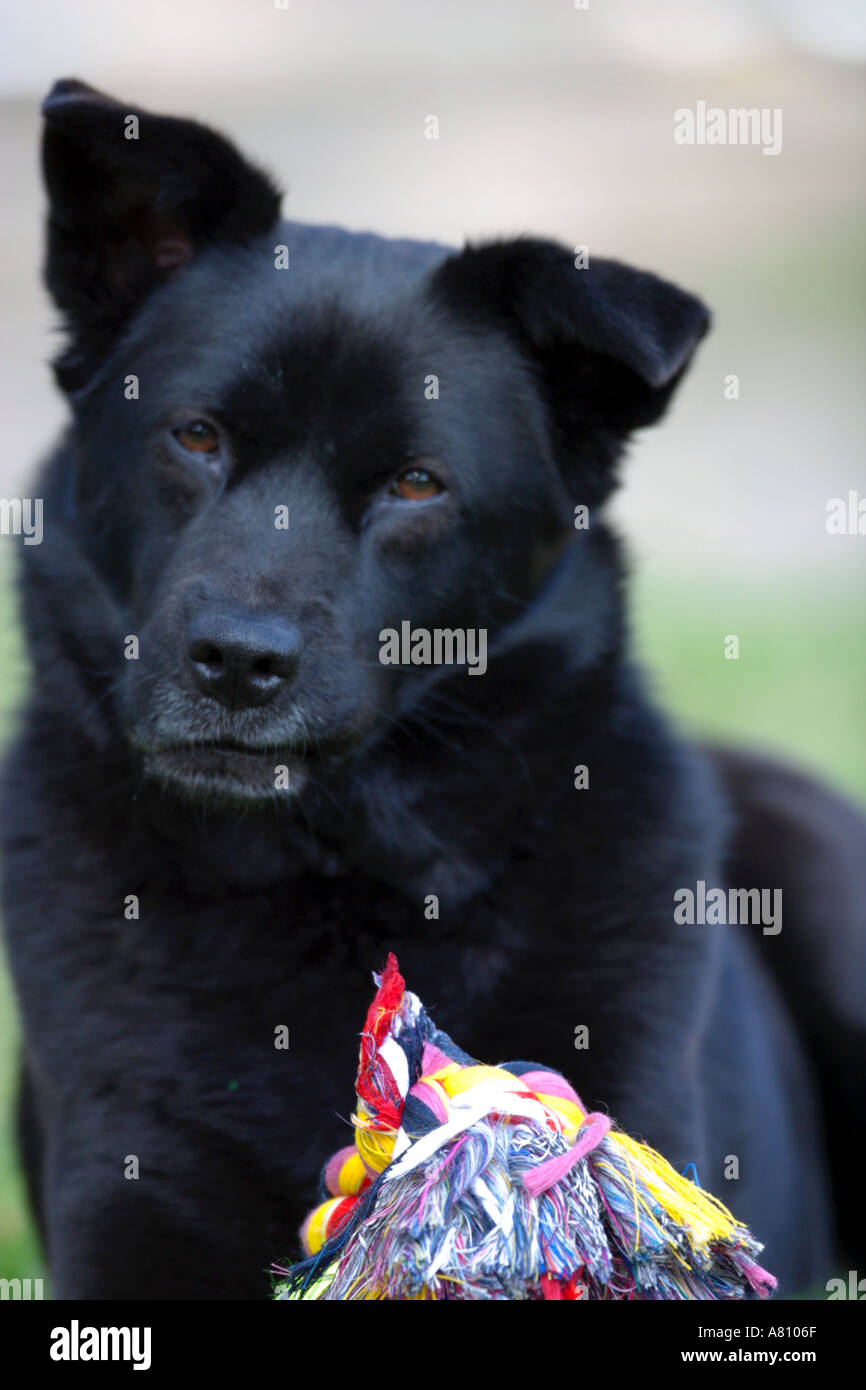 Chow Akita Mixed Breed Dog Stock Photo - Alamy