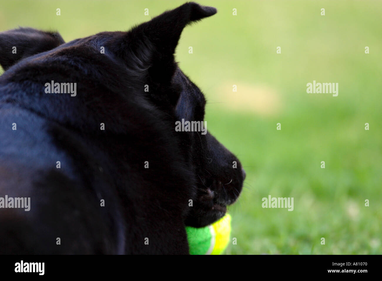 Chow Akita Mixed Breed Dog Stock Photo - Alamy