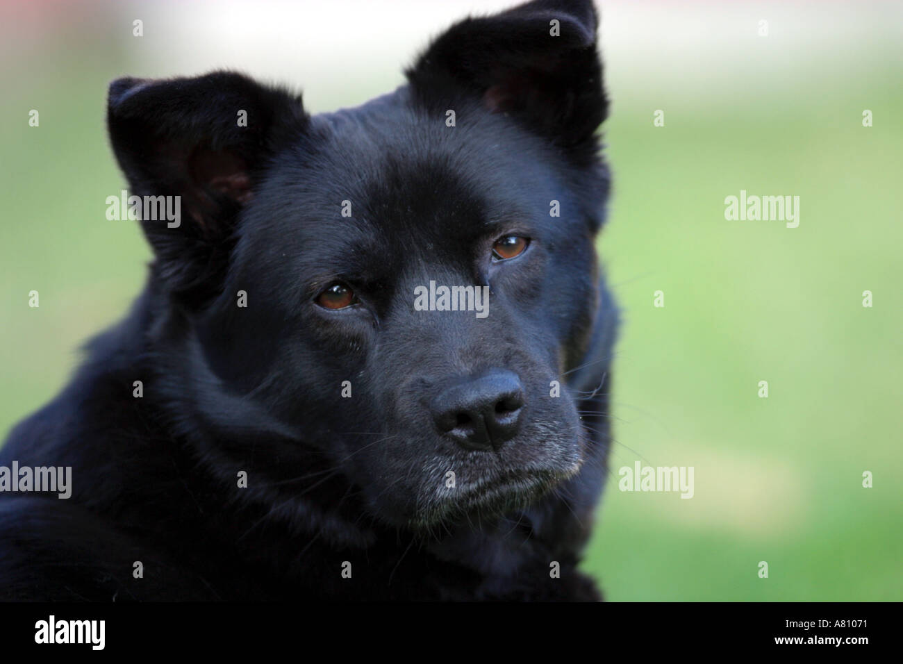 Chow Akita Mixed Breed Dog Stock Photo - Alamy