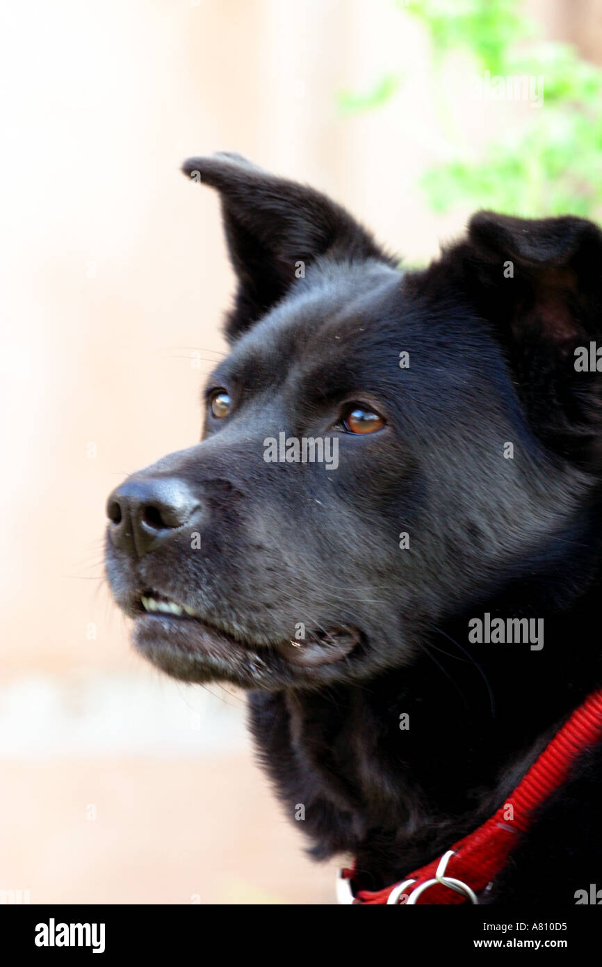 Chow Akita Mixed Breed Dog Stock Photo - Alamy