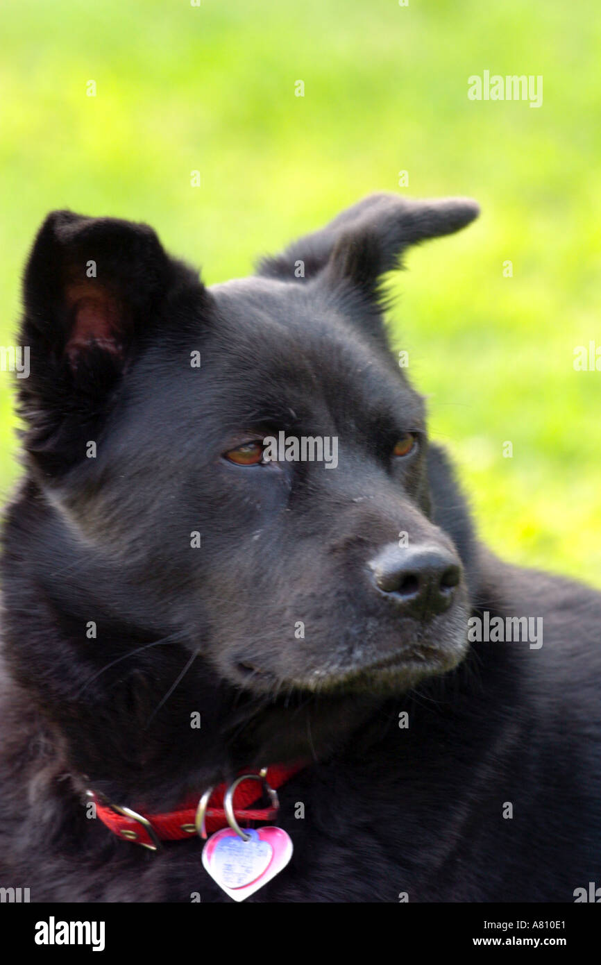 Chow Akita Mixed Breed Dog Stock Photo - Alamy