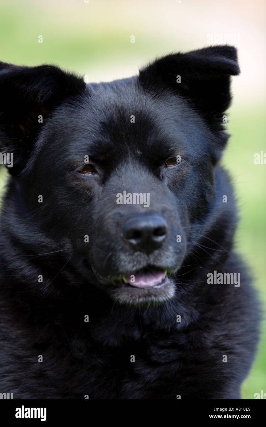 Chow Akita Mixed Breed Dog Stock Photo - Alamy