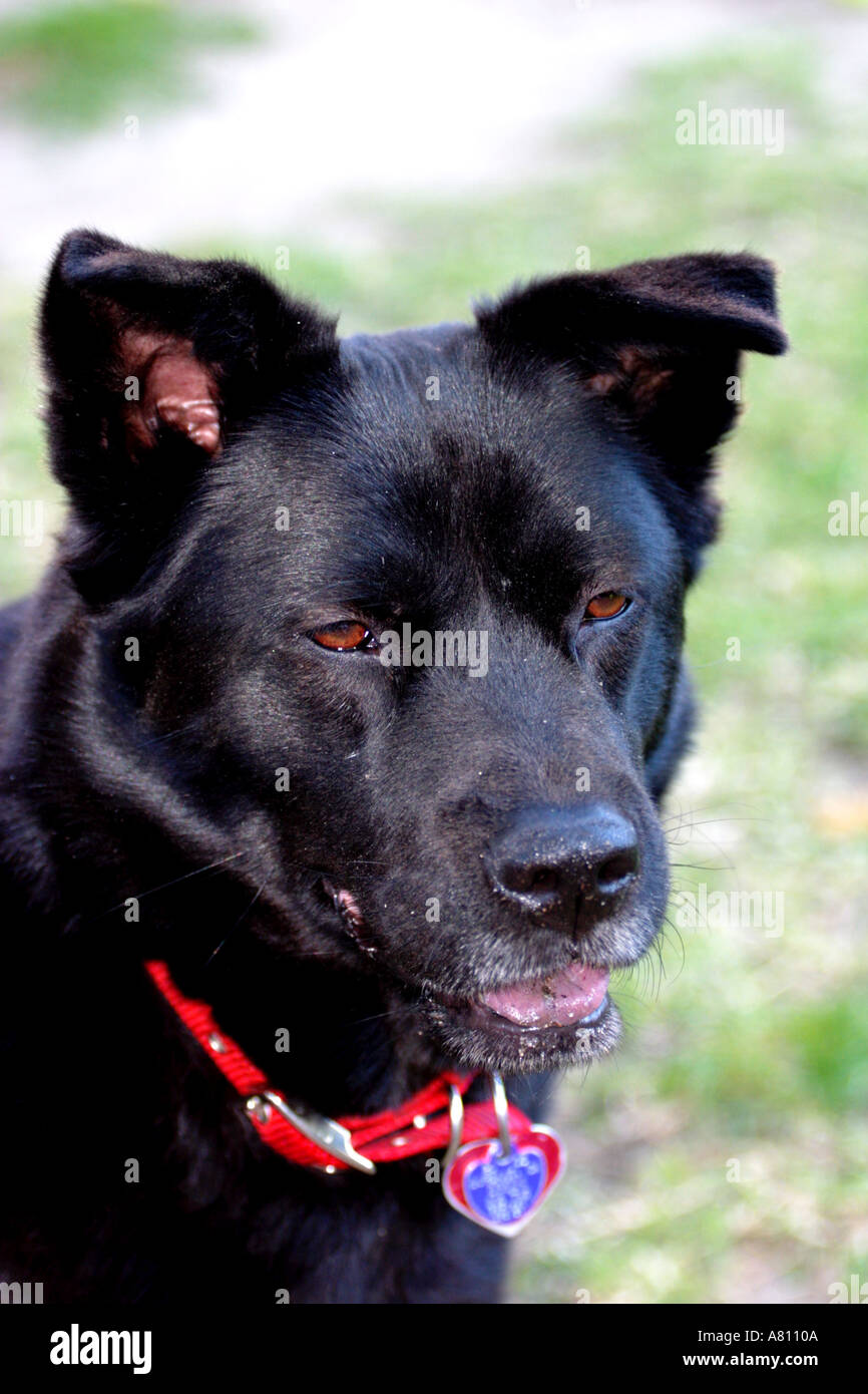 Chow akita mixed breed dog hi-res stock photography and images - Alamy