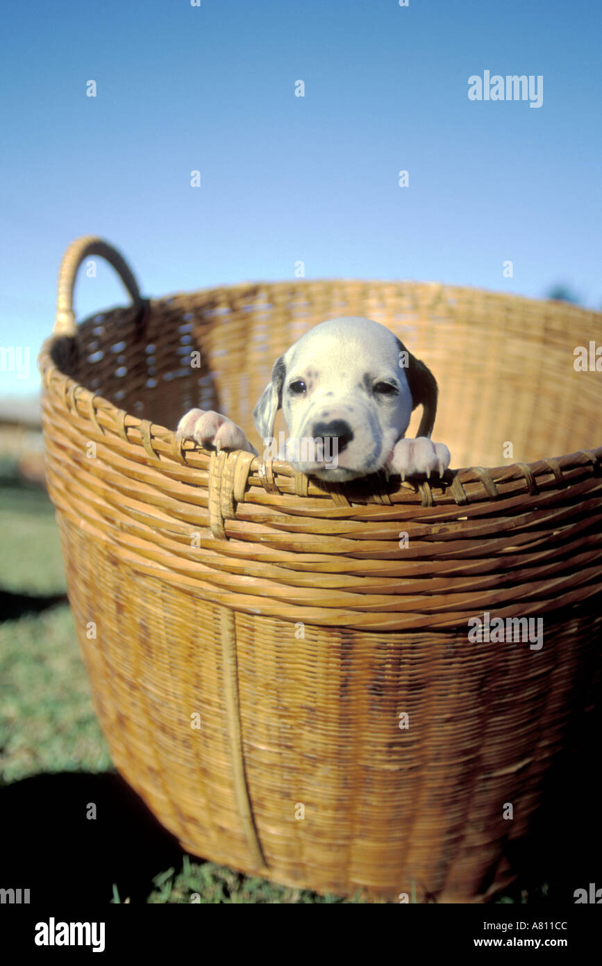 Australia Qld purebred dalmatian puppy Stock Photo