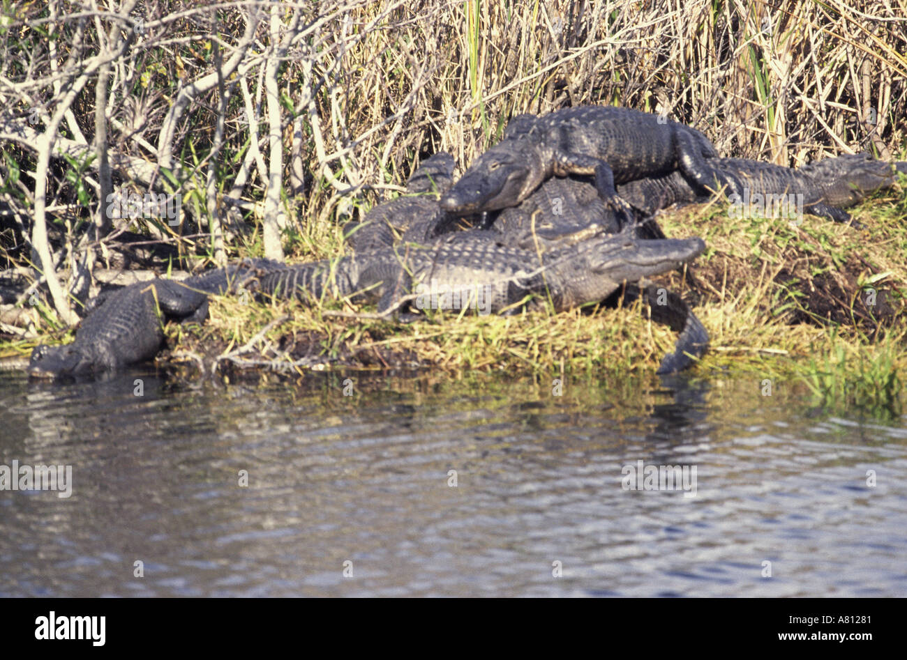 Alligators resting everglades national park hi-res stock photography ...