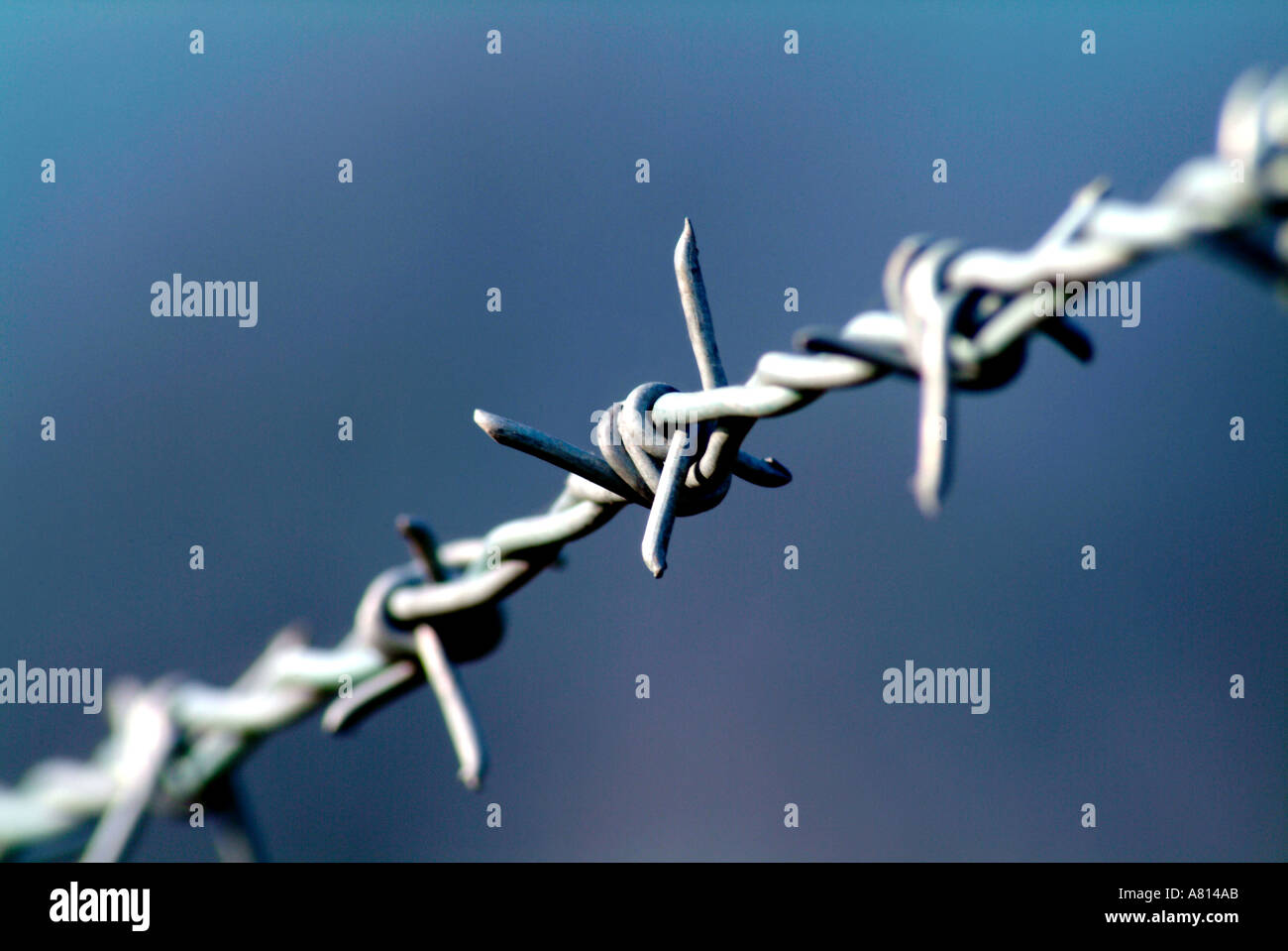 Section of barbed wire Stock Photo