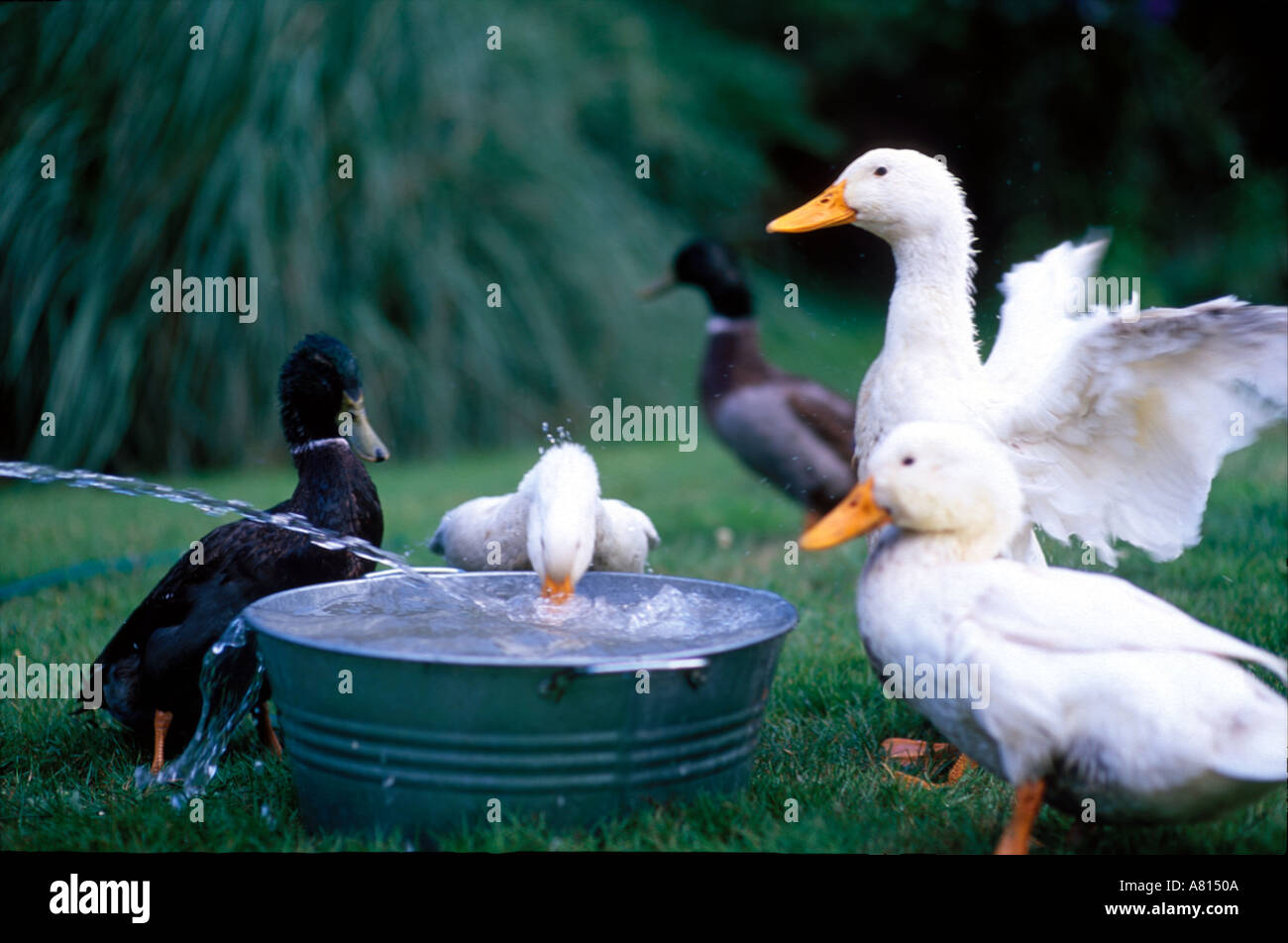 ducks bathing in a tub Stock Photo Alamy