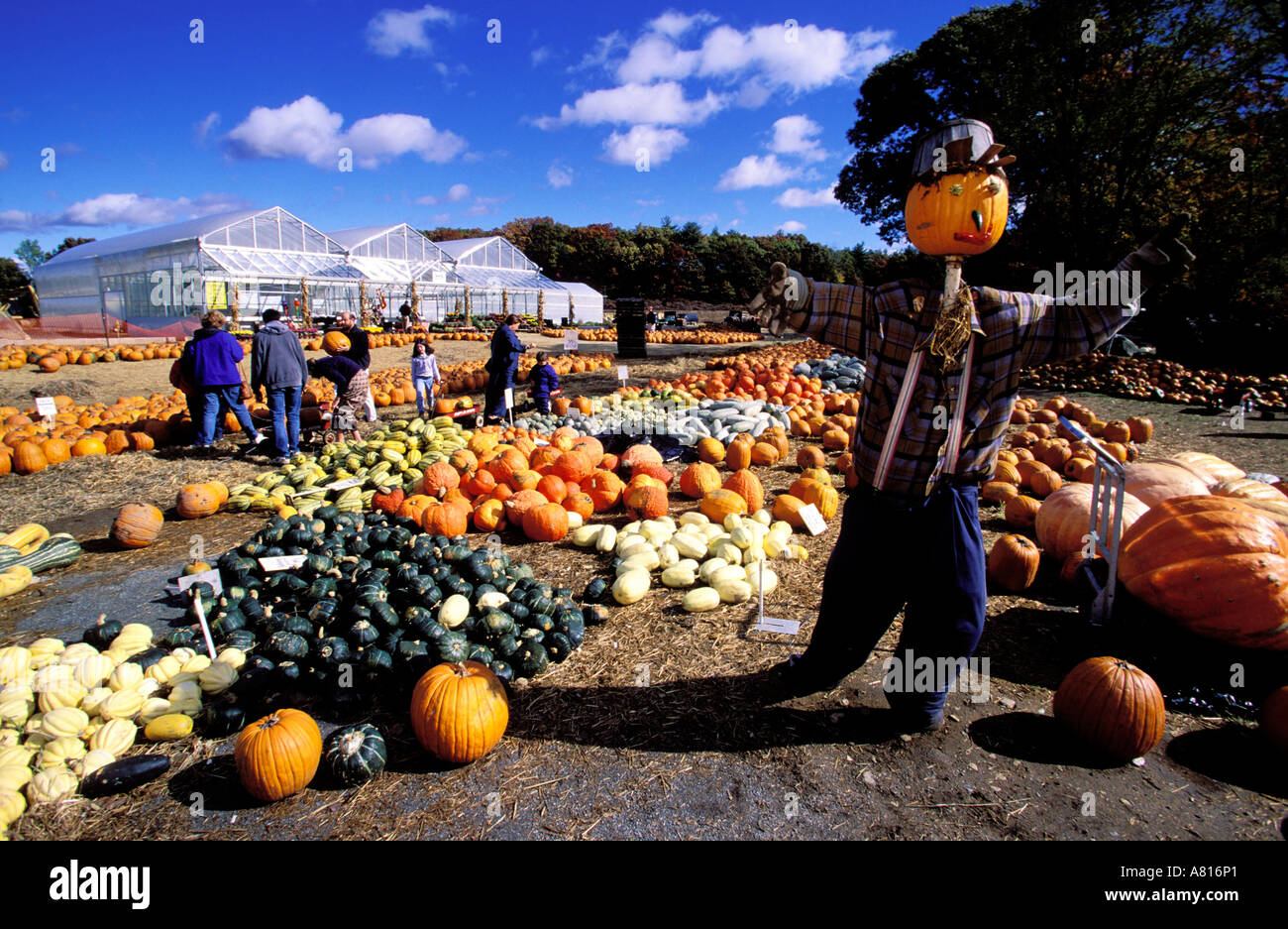 United States, Massachusetts, Halloween, pumpkins market Stock Photo