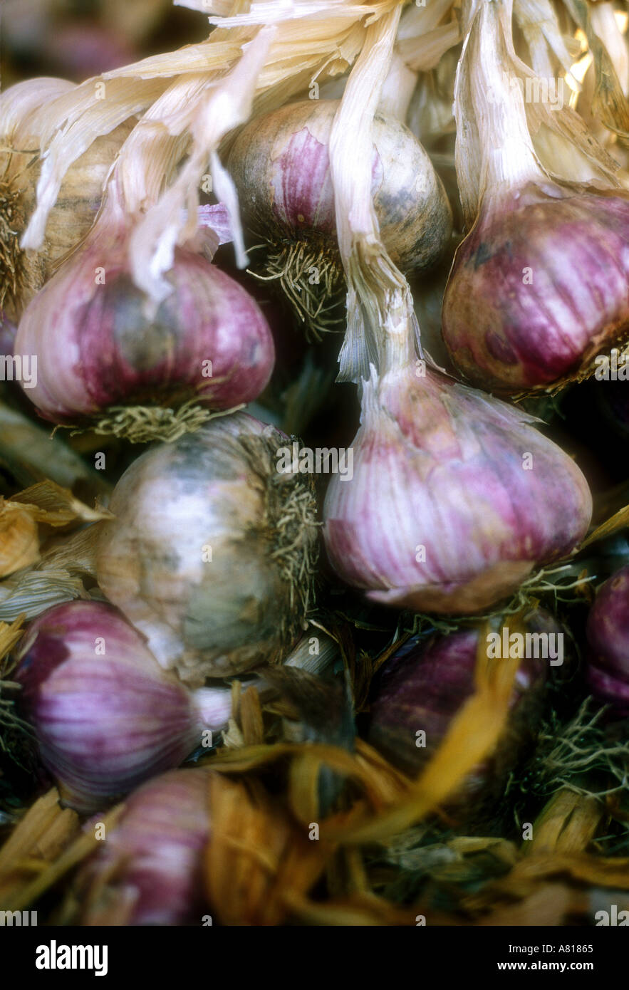 Detail of Garlic cloves in Provence France Stock Photo Alamy
