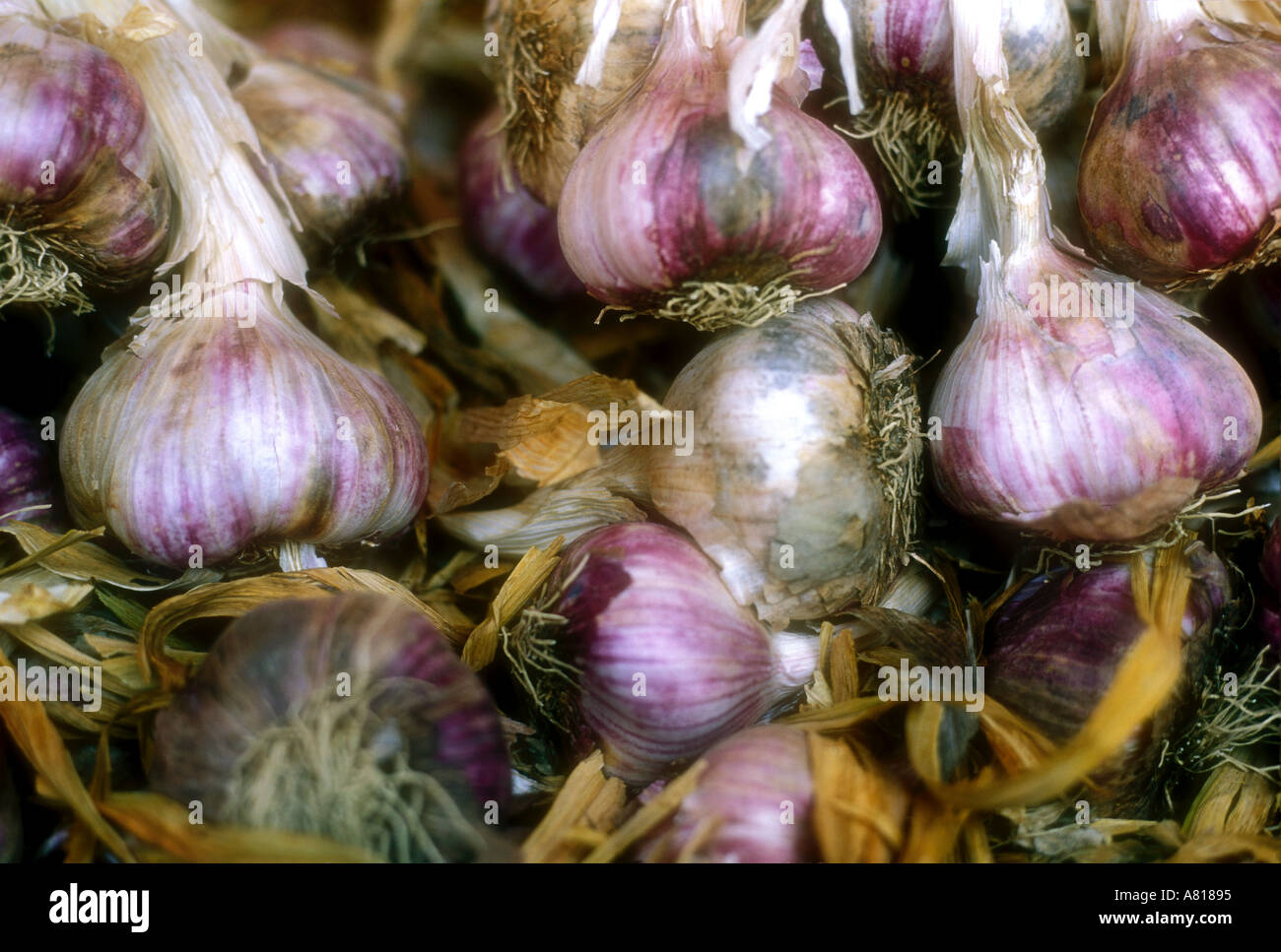 Garlic Cloves on sale in Provence Southern France Stock Photo Alamy