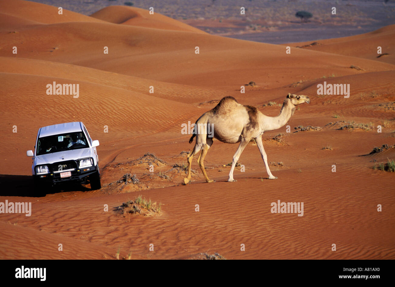 United Arab Emirates, Dubai, excursion in the desert with four-wheel ...