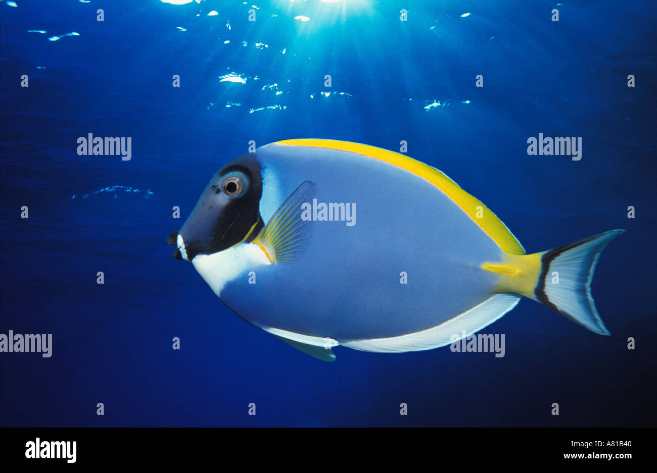 Powder blue surgeonfish Acanthurus leucosternon Andaman Sea Thailand Stock Photo