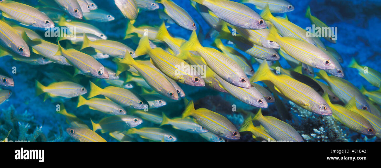 Bigeye snappers Lutjanus lutjanus school Andaman Sea Thailand Stock Photo