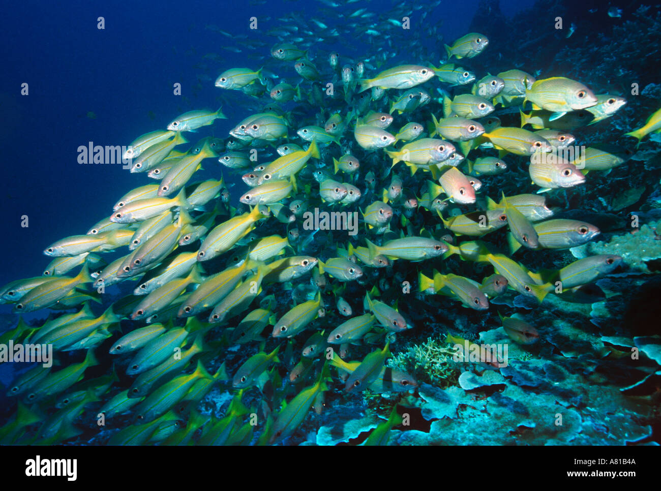 Bigeye snappers Lutjanus lutjanus school Andaman Sea Thailand Stock Photo