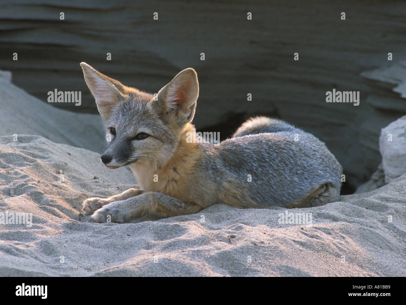 Long Eared Kit Fox Vulpes macrotis Stock Photo