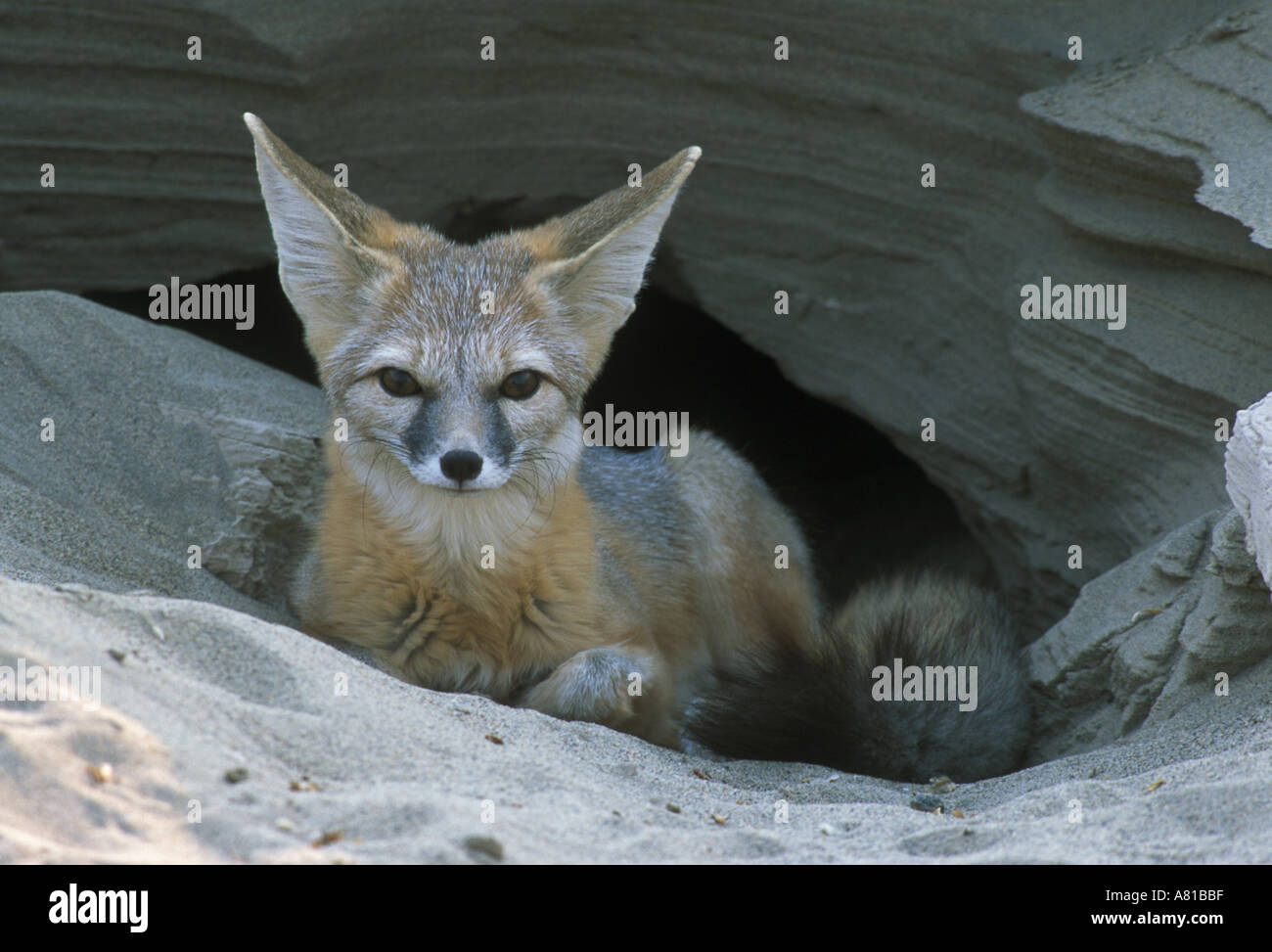 Kit Fox California Stock Photos & Kit Fox California Stock ...