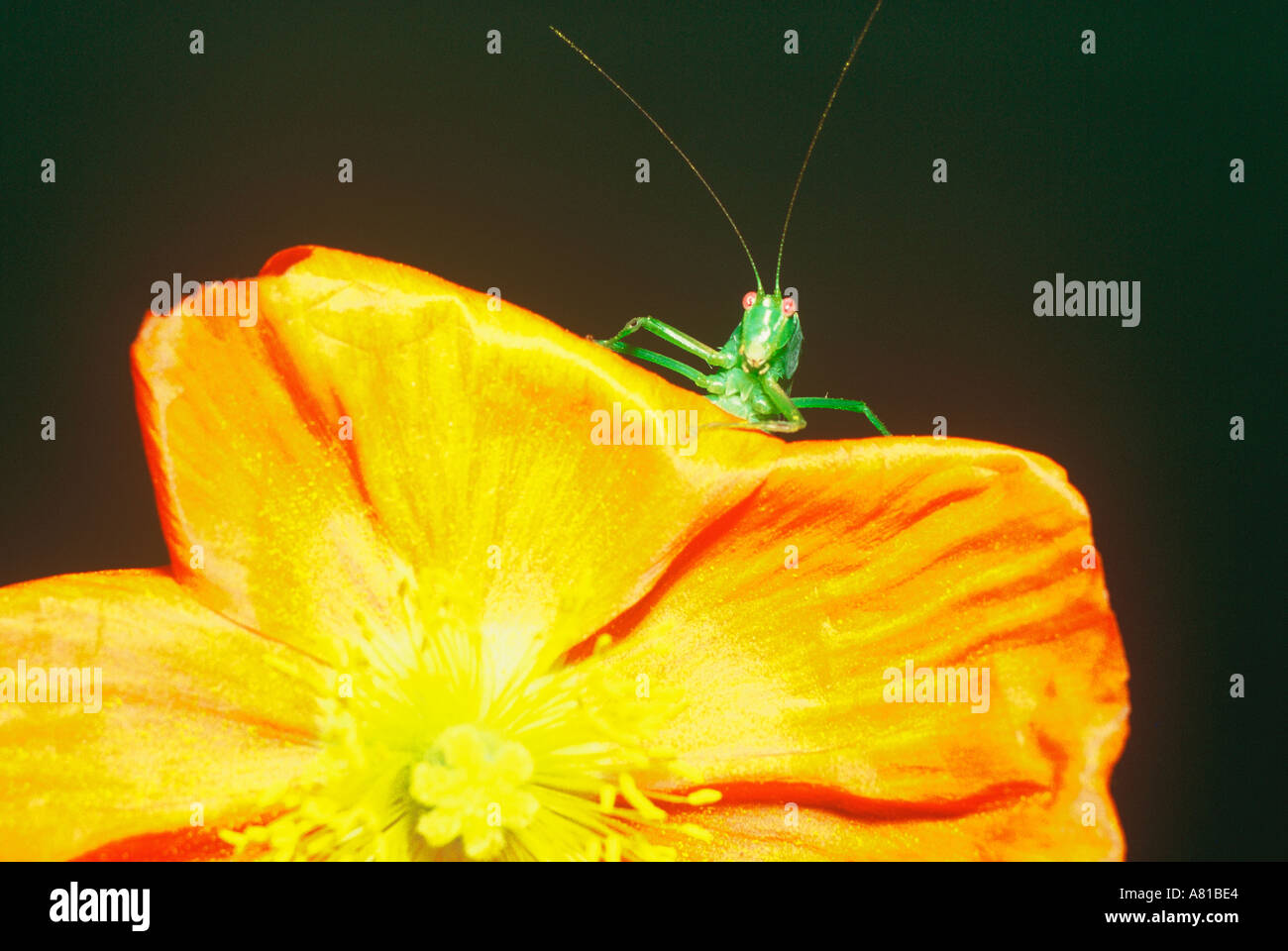 Cute grasshopper on poppy in relaxing pose Stock Photo