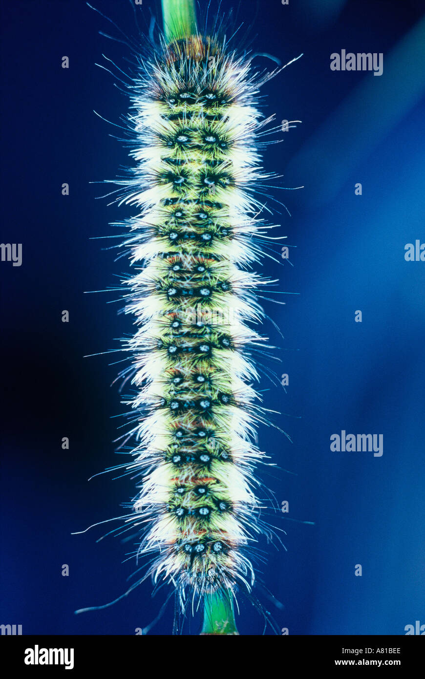 Colourful hairy caterpillar on grass Australia Stock Photo