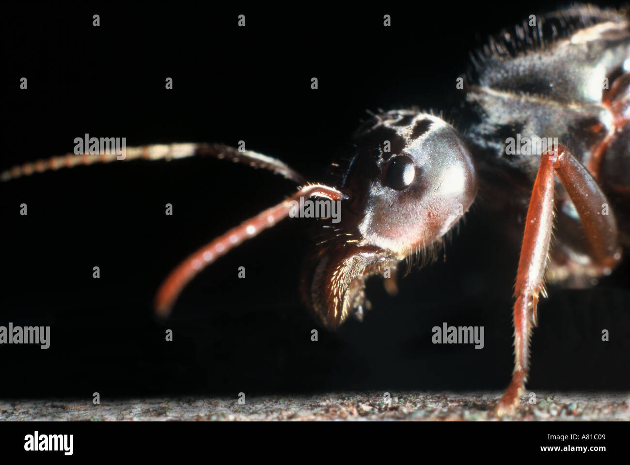 Queen ant portrait Stock Photo