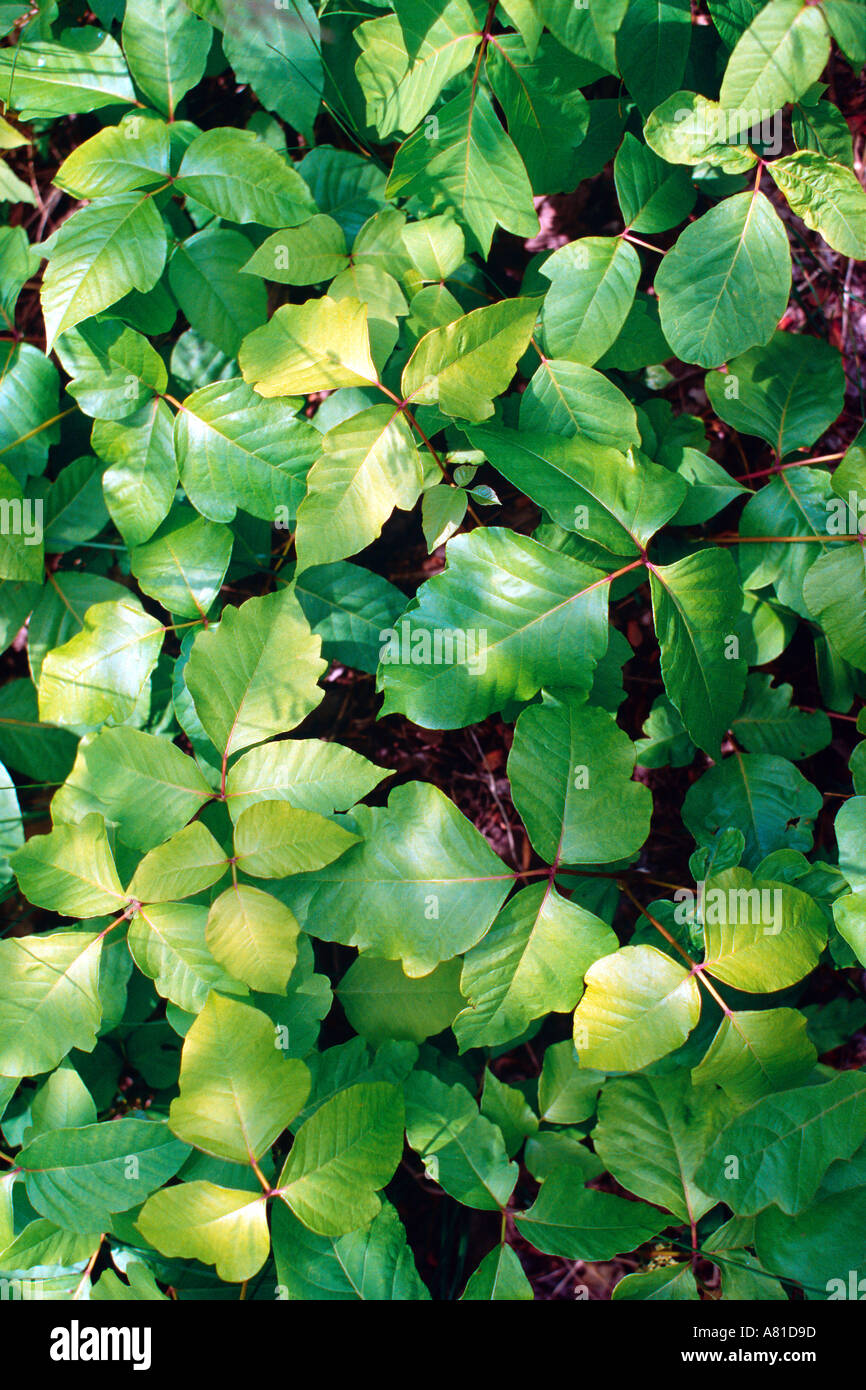 poison ivy coats the ground cover Stock Photo - Alamy