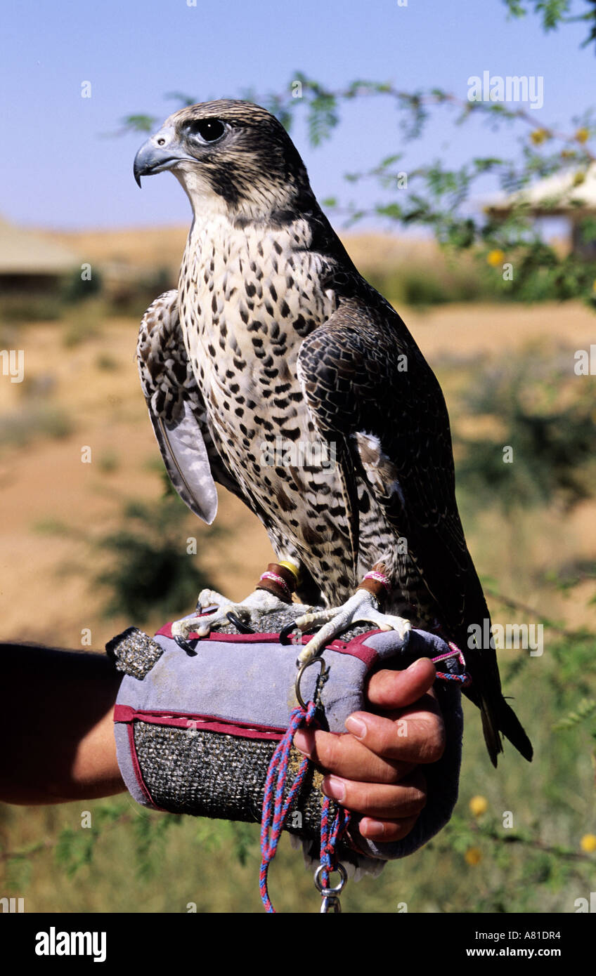 United Arab Emirates, Dubai, falcon tamed for the hunting (Al Maha