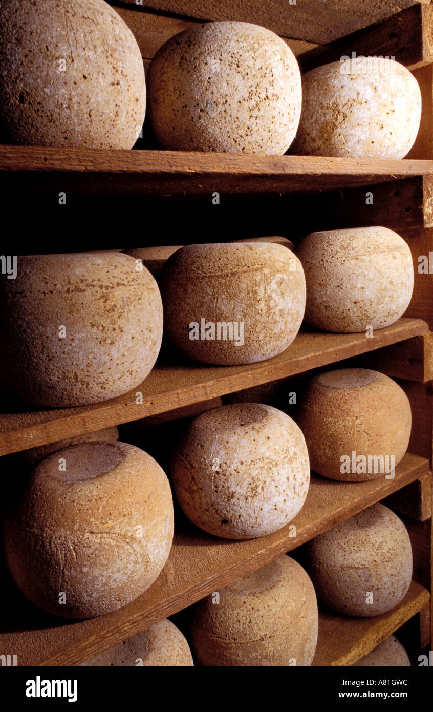 France, Nord, Roubaix, Mimolette cheese maturing cellar of Losfeld Stock Photo
