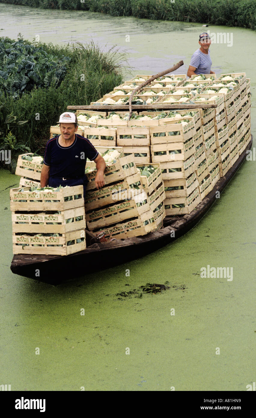 France, Pas de Calais, Saint Omer, cauliflower cultivation in the marsh  Stock Photo - Alamy