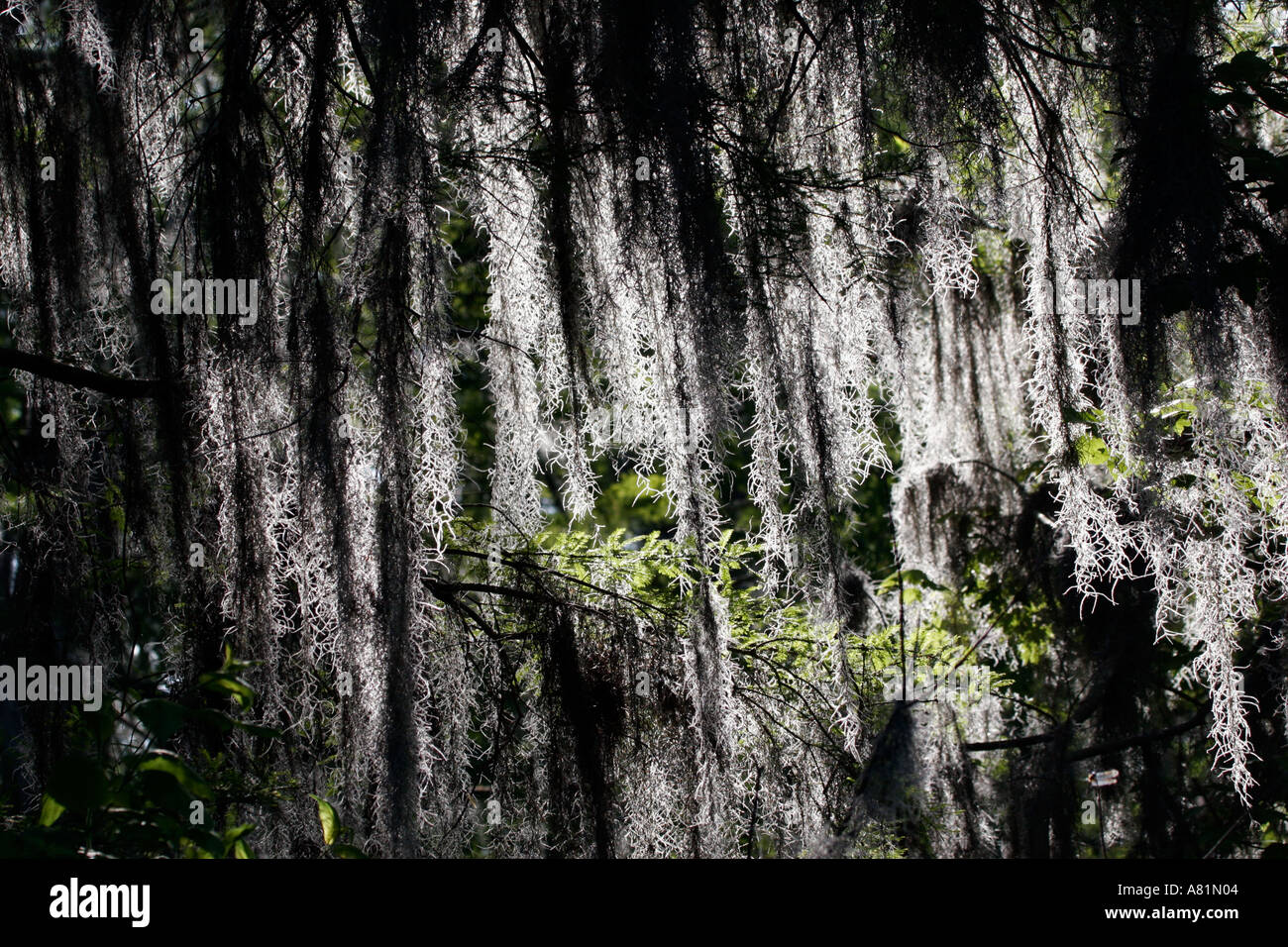 Spanish moss on cypress trees Stock Photo Alamy