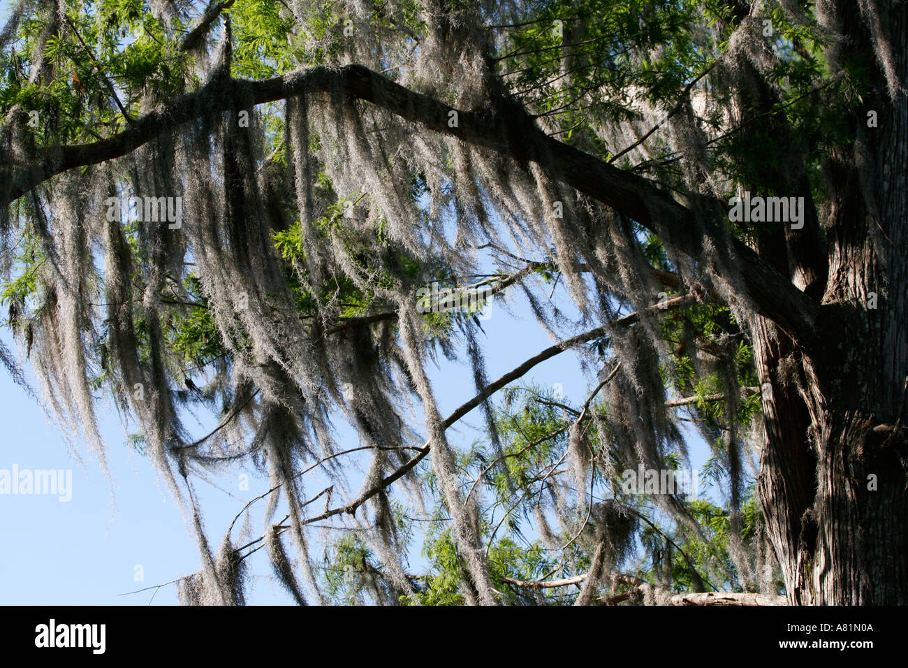 Spanish moss on cypress trees Stock Photo Alamy
