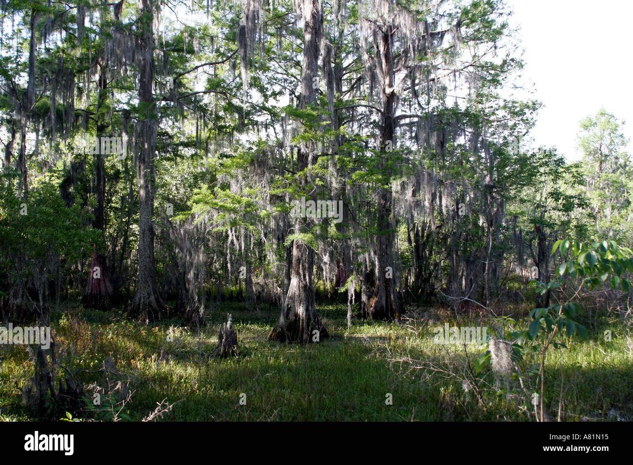 Spanish moss on cypress trees Stock Photo Alamy