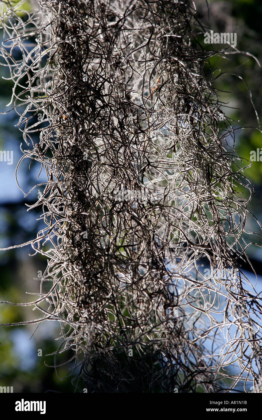 Spanish moss on cypress trees Stock Photo Alamy