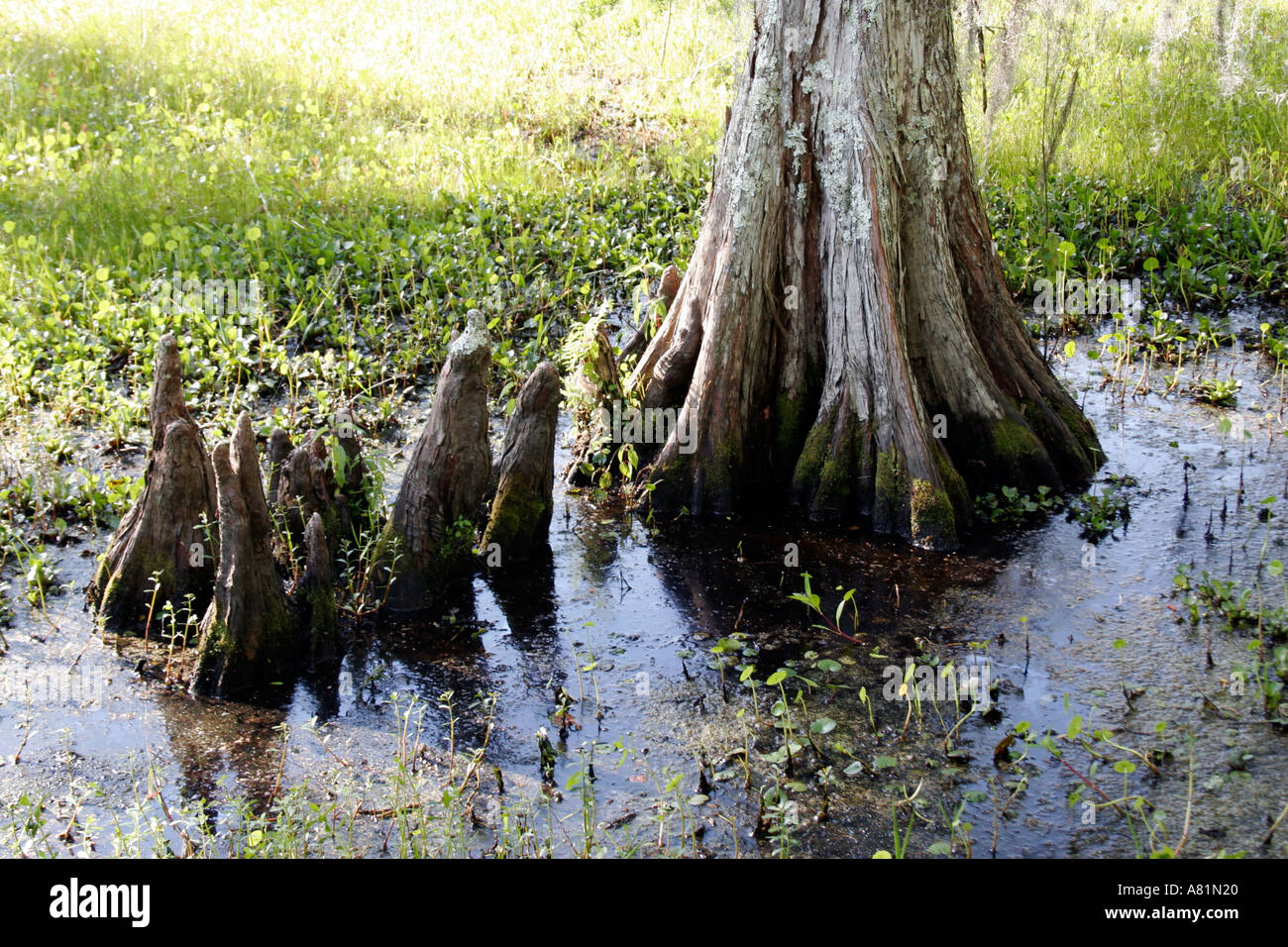 Cypress tree roots and knees Stock Photo Alamy
