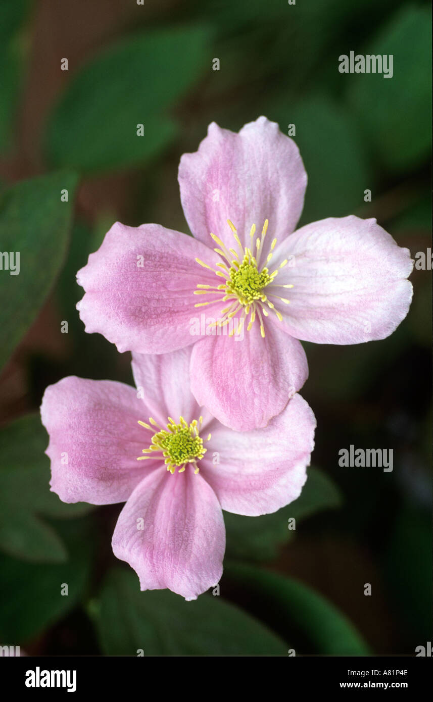 CLEMATIS MONTANA PINK PERFECTION Stock Photo Alamy