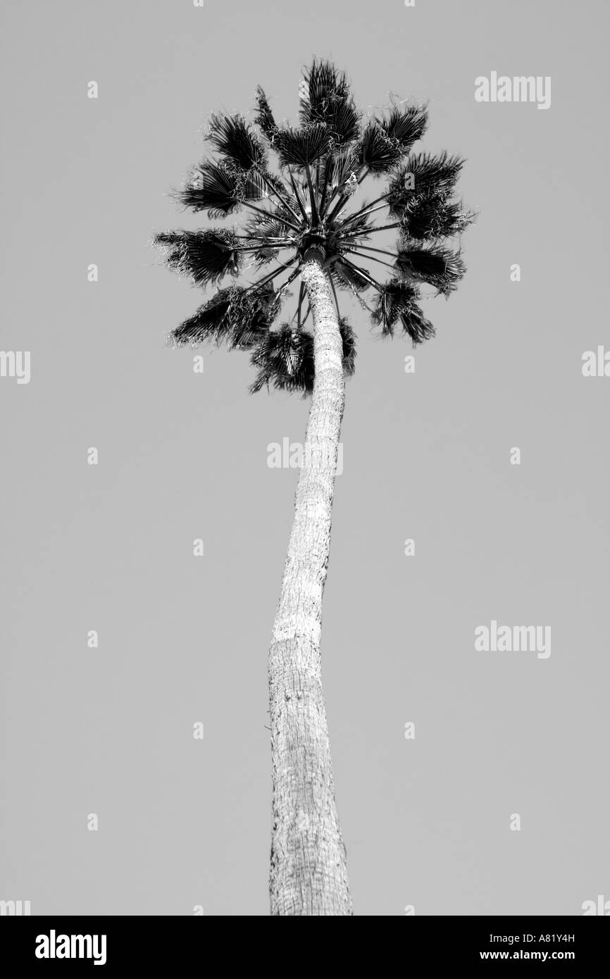 Palm tree Black and White Stock Photos & Images - Alamy