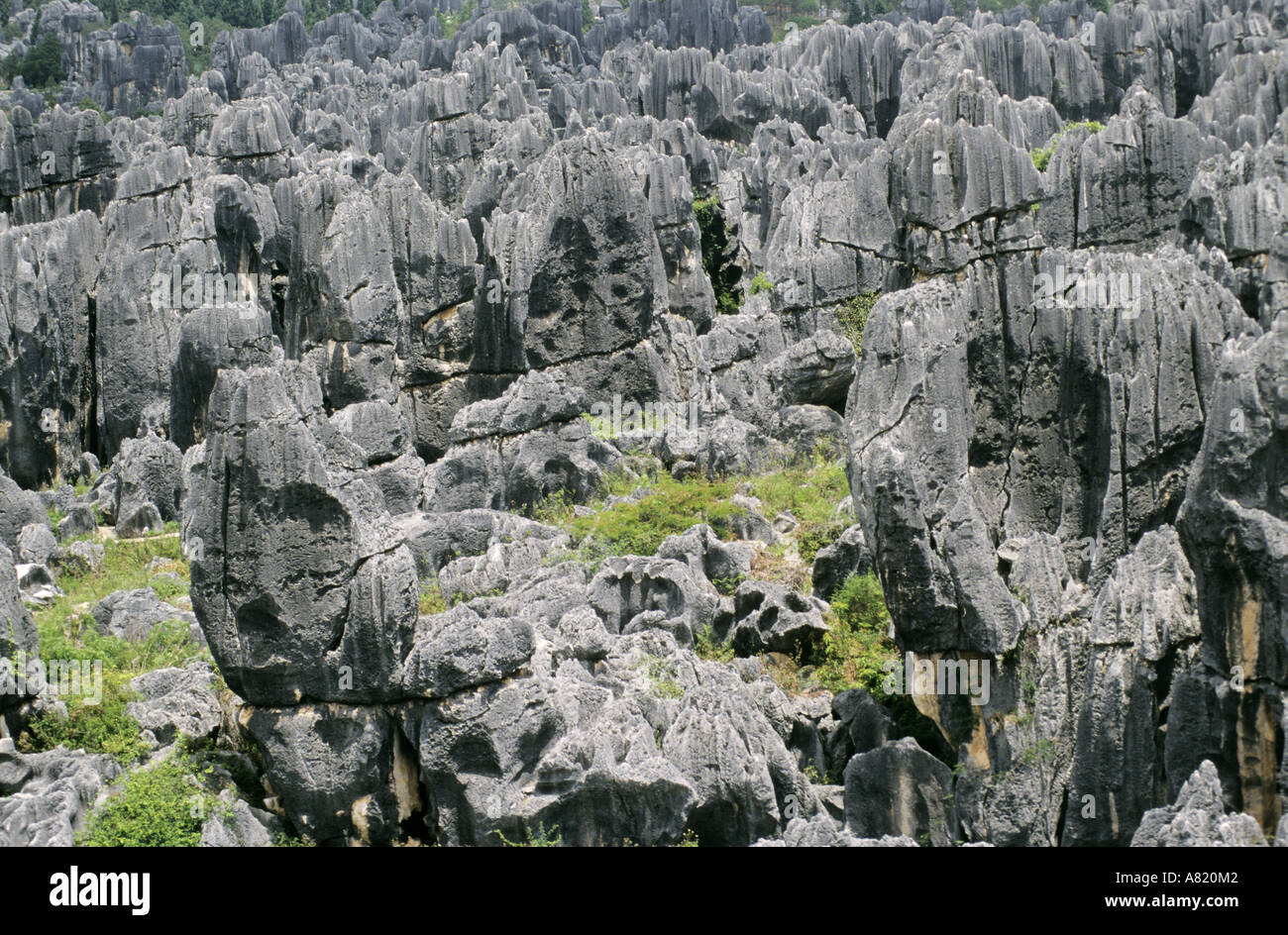 Yunnan forest china hi-res stock photography and images - Alamy