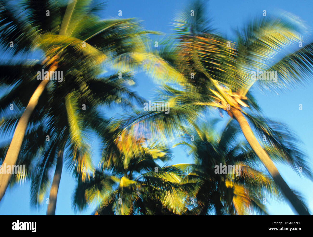 Trees of palm hi-res stock photography and images - Alamy