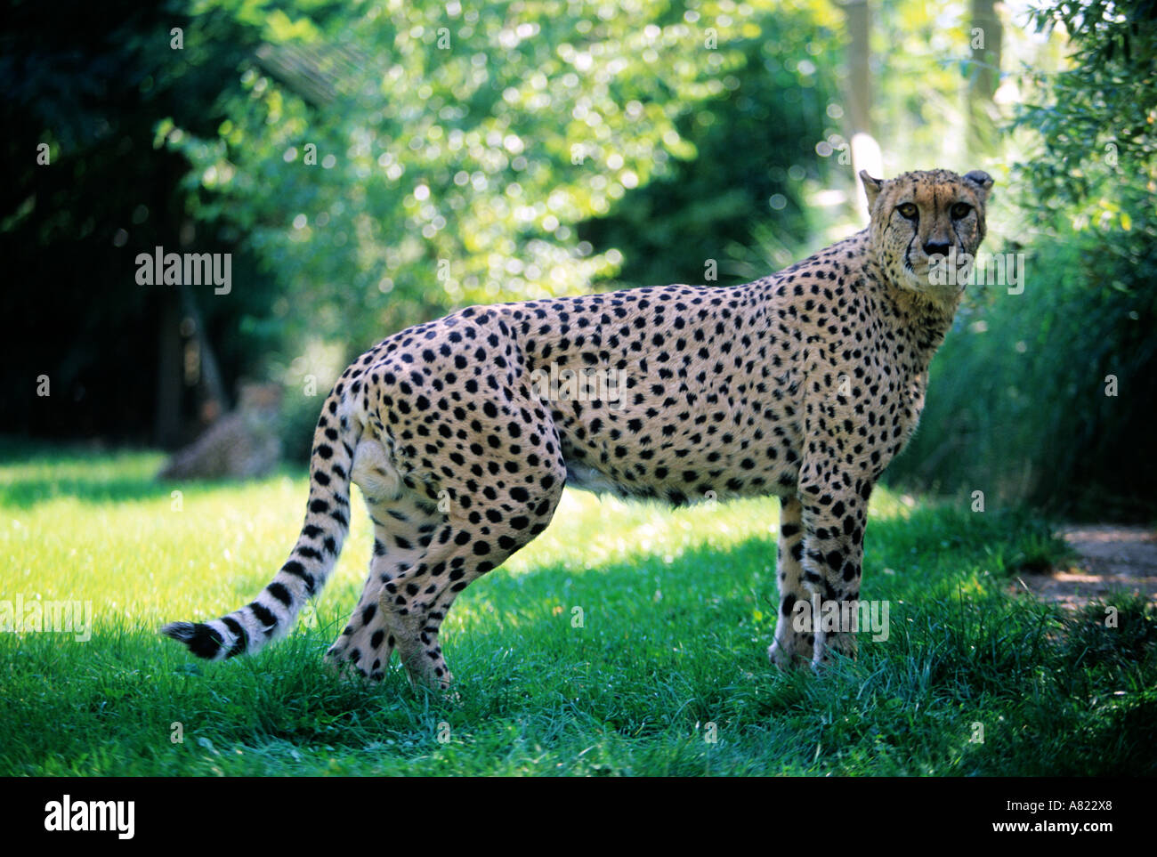 lodge guepard zoo de la fleche