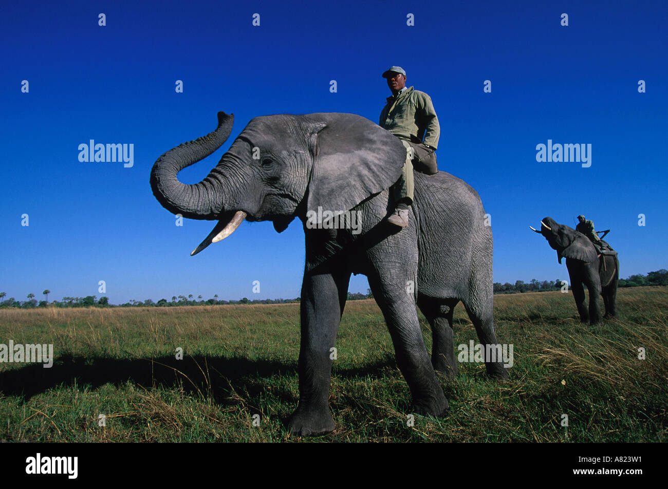 Botswana, Okavango delta, Abu camp, african elephant back safari Stock