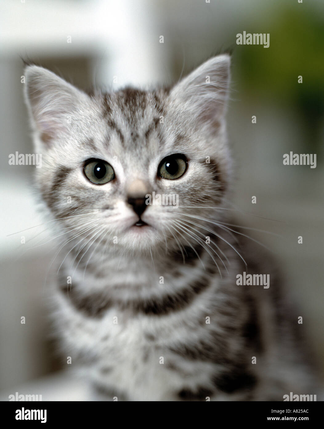 grey tabby kitten
