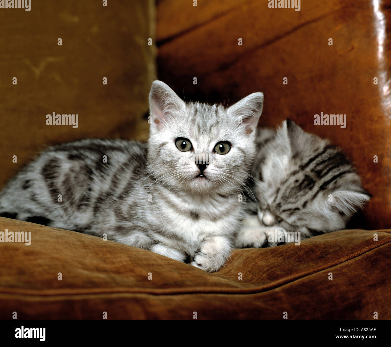 two silver tabby kittens on leather chair Stock Photo