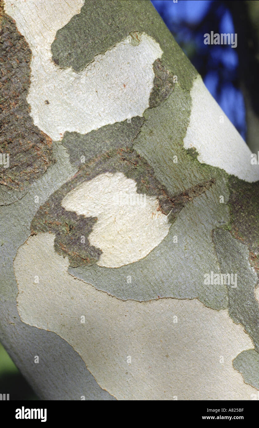 Bark of Eucalyptus tree Eucalyptus gunnii Stock Photo Alamy