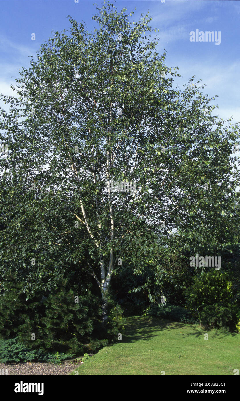 Silver Birch Betula Pendula Stock Photo Alamy