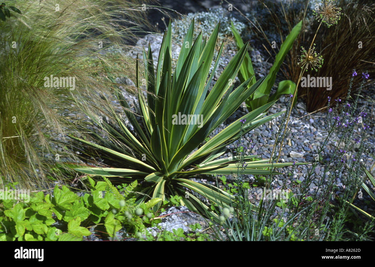 Yucca gloriosa variegata Charney Well Grange over Sands Cumbria Stock Photo