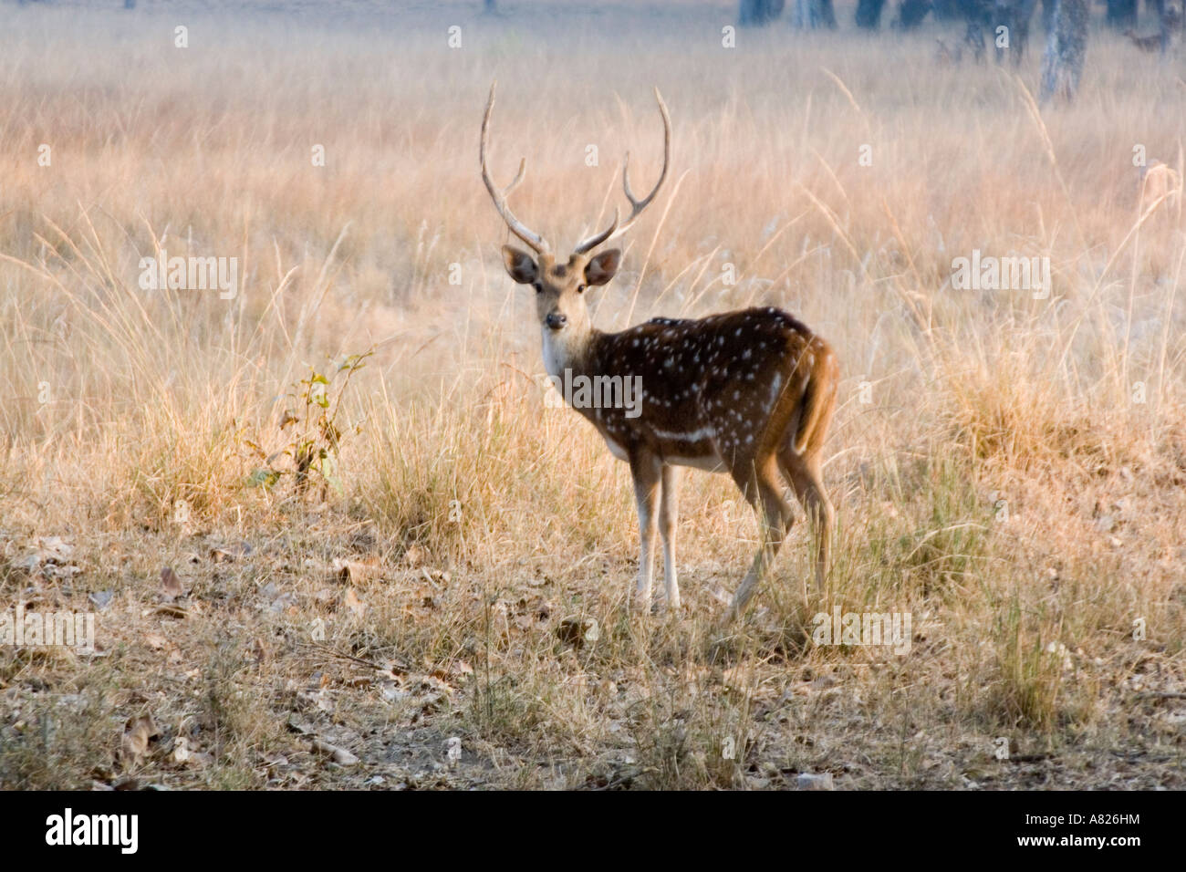 North India Bandavgarh National Park Local Caption Deer Stock Photo