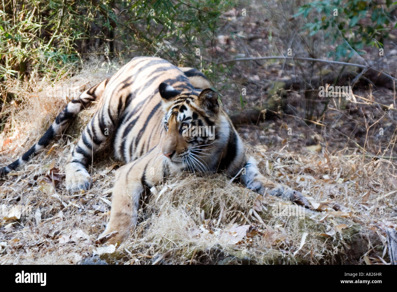 North India Bandavgarh National Park Local Caption Tiger Stock Photo