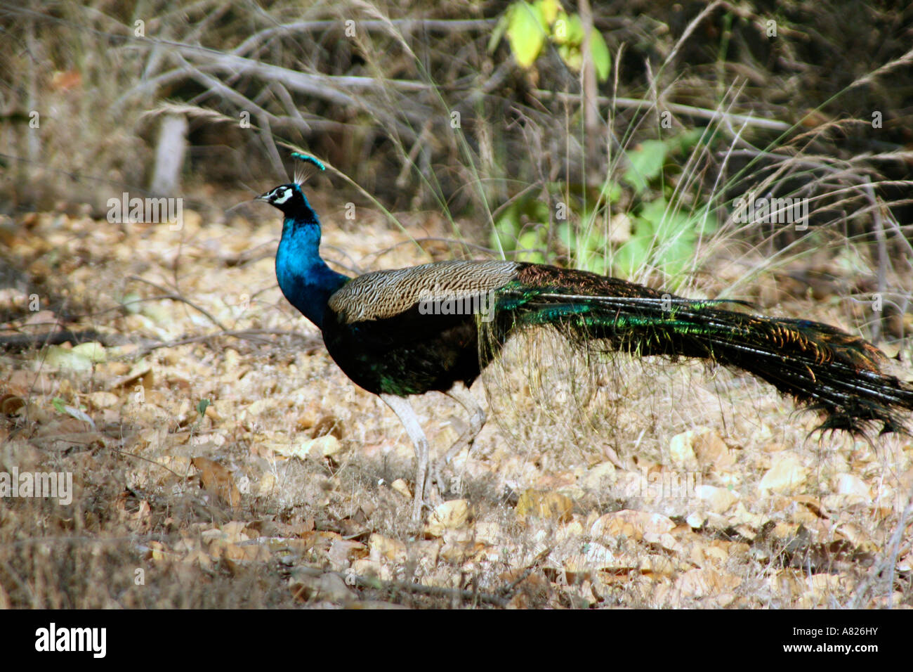 North India Bandavgarh National Park Local Caption Peacock Stock Photo