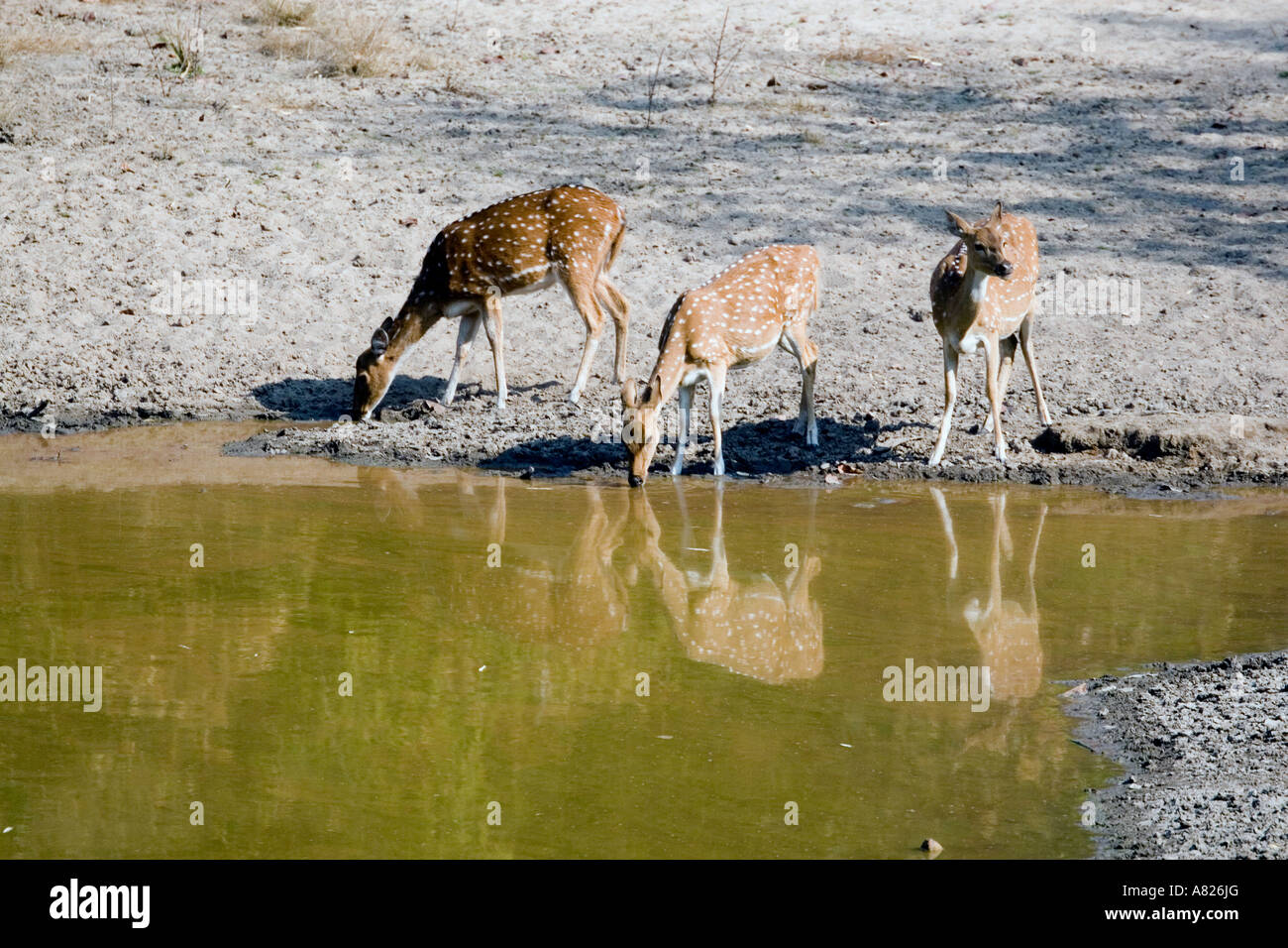 North India Bandavgarh National Park Local Caption Spotted Deer Stock Photo